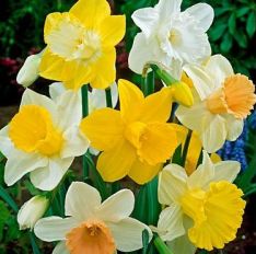 "Narcissus/daffodil "Trumpet Mix"